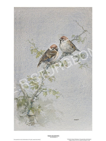 Tree Sparrows
