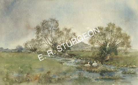 Swans by the Tor, Near Glastonbury, Somerset