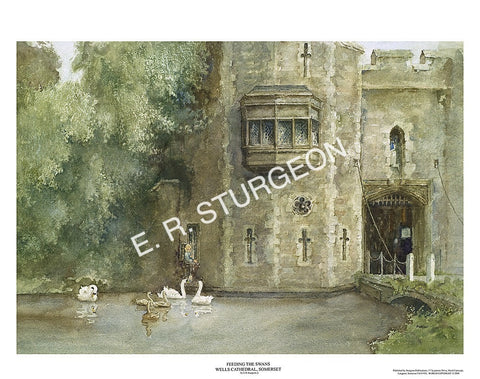 Feeling Peckish - Feeding the Swans, Wells, Somerset