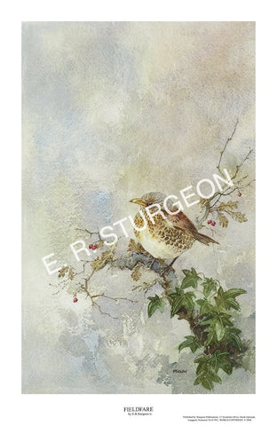 Fieldfare