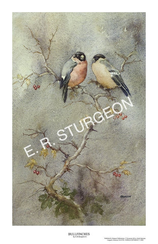 Bullfinches