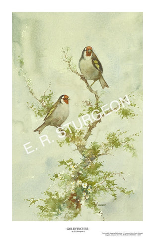 Goldfinches