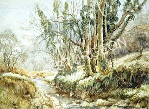 Snowdrop Valley, Nr Wheddon Cross, Exmoor, Somerset