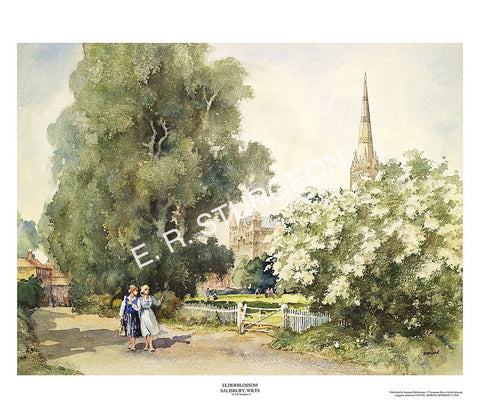 Elder Blossom, Salisbury, Wiltshire